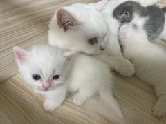 -猫宠乐园·专业洗护