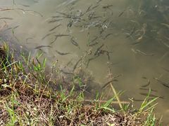 -桐乡凤凰湖