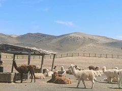 -新疆天山野生动物园
