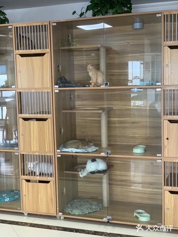 奉贤最萌的猫咪馆