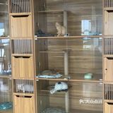 奉贤最萌的猫咪馆 