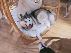 -Husky Go! 哈士奇体验馆·宠物咖啡厅狗咖