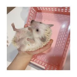 -Moni星球萌宠·小马宝莉·灵蛇·高端高阶全萌宠互动体验俱乐部(红豆国际广场店)