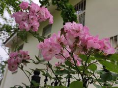 -青岛第三海水浴场