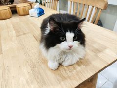 -楼上猫咖(罗湖店)