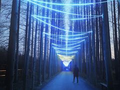 -黄海国家森林公园