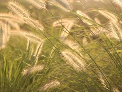 -春花秋色城市公园