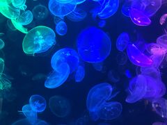 -烟台海昌鲸鲨海洋公园