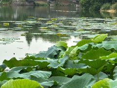 -绍兴镜湖国家城市湿地公园
