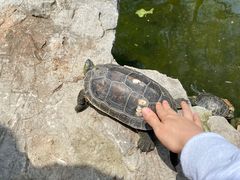 -龙华素斋(龙华路店)