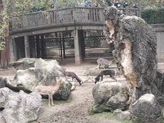 -成都动物园