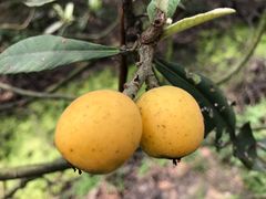 -塘栖枇杷特色园区