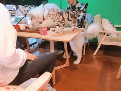-李小姐の猫咖啡馆(五角场店)