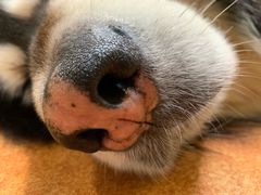 -more than meow吴止猫主题餐厅(承德 中船汇店)