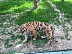 -北京野生动物园