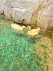 -Zoolung Zoolung动物主题公园(海信广场店)