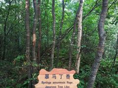 -汤旺河林海奇石景区