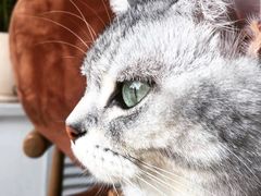 -平行世界·猫咖(首经贸店)