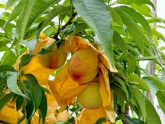 -老袁家蜜桃农场·阳山水蜜桃