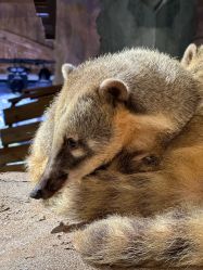 -Zoolung Zoolung动物主题公园(海信广场店)