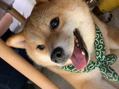 -逗柴咖啡屋·狗咖猫咖宠物桌游