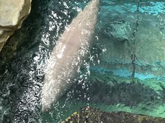 景点-悉尼海洋生物水族馆