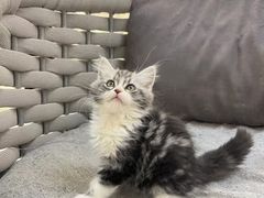 -lincat·猫舍(广州店)