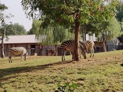 -石家庄市动物园