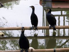 -长兴太湖图影湿地文化园