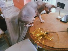 -共舞时光猫咖·狗咖(新街口店)