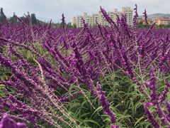-华侨城阳宗海海景温泉