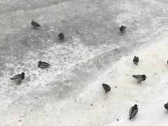 -滴血救世主教堂