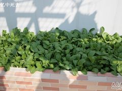 -上海都市菜园