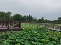 -保定东湖公园(莲池区)