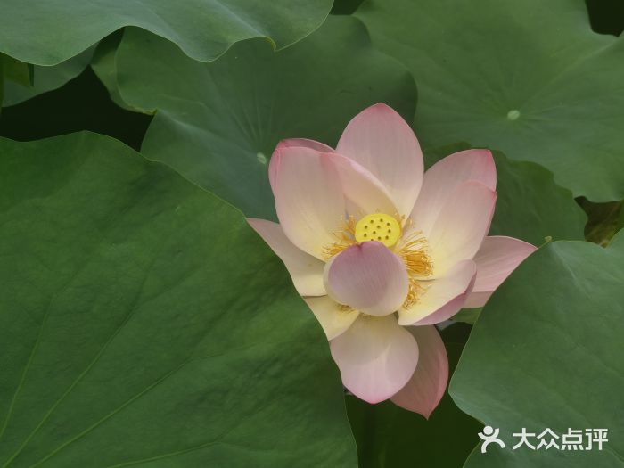 四川大学(华西校区)图片