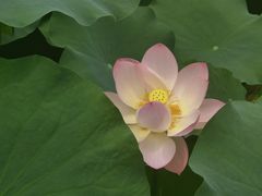 -四川大学(华西校区)