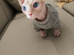 -猫腻·猫咖·撸猫馆(星光大道店)