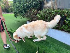 -汪说喵讲宠物乐园宠物酒店(红星美凯龙店)