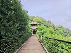 -铁山坪森林公园