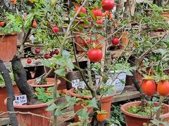 -桂林市花鸟市场