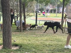 -爪吧宠物乐园 (温榆河示范区店)