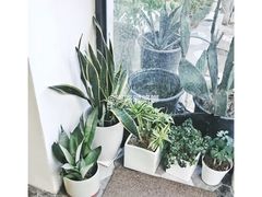 綠植-研途咖啡馆(健康路店)