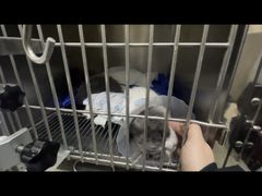 -中农国际动物医院24小时·猫科·骨科·急重症中心