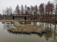 -宁波杭州湾国家湿地公园