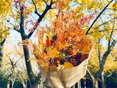 -上海共青森林公园