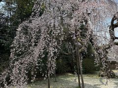 -醍醐寺