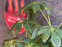 -大鸭梨烤鸭(枣园店)