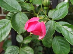 -上海市控江中学