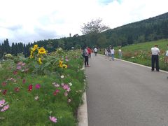 -武陵山森林公园