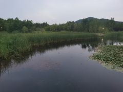 -贡湖湾湿地公园